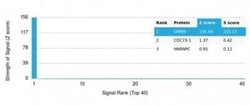 Geminin Antibody (GMNN/7037R) - Azide and BSA Free, Novus Biologicals 100