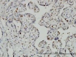 Geminin Antibody (1A8), Novus Biologicals 0.1 mg | Buy Online | Novus Biologicals | Fisher Scientific