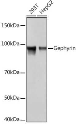 Gephyrin/GPHN Rabbit anti-Human, Mouse, Rat, Clone: 9D0B0, Novus Biologicals 20 &mu;g | Buy Online | Novus Biologicals | Fisher Scientific