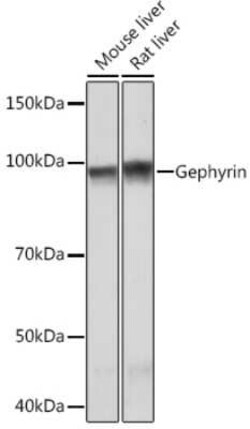 Gephyrin/GPHN Rabbit anti-Human, Mouse, Rat, Clone: 9D0B0, Novus Biologicals 20 &mu;g | Buy Online | Novus Biologicals | Fisher Scientific