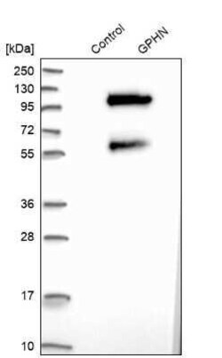 Gephyrin/GPHN Antibody, Novus Biologicals 0.1 mL | Buy Online | Novus Biologicals | Fisher Scientific
