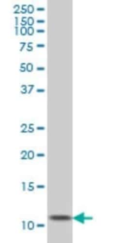 Ghrelin/Obestatin Antibody (2F4), Novus Biologicals 0.1 mg | Buy Online | Novus Biologicals | Fisher Scientific