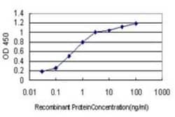 GilZ Antibody (3A5), Novus Biologicals 0.1 mg | Buy Online | Novus Biologicals | Fisher Scientific