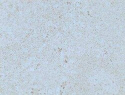 GilZ Antibody (3A5), Novus Biologicals 0.1 mg | Buy Online | Novus Biologicals | Fisher Scientific