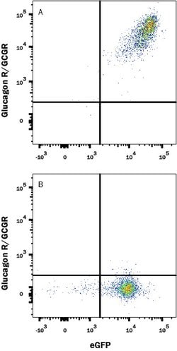 Human Glucagon R/GCGR Antibody, R D Systems 25 ug; Unconjugated:Antibodies,