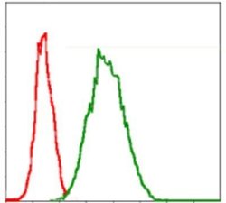 Glucose 6 Phosphate Dehydrogenase Antibody (2H7) - Azide and BSA Free,