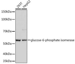 Glucose 6 phosphate isomerase Rabbit anti-Human, Rat, Clone: 2Y8R0, Novus