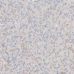 Glucose 6 phosphate isomerase Antibody, Novus Biologicals:Antibodies:Primary