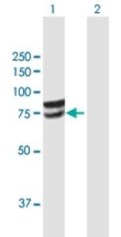 Glucuronic Acid Epimerase Antibody, Novus Biologicals 0.05 mg | Buy Online | Novus Biologicals | Fisher Scientific