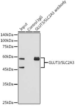 Glut3 Rabbit anti-Human, Mouse, Rat, Clone: 6T3F2, Novus Biologicals:Antibodies:Primary