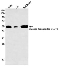 Glut3 Rabbit anti-Human, Mouse, Rat, Clone: S05-5D5, Novus Biologicals 100 &mu;g | Buy Online | Novus Biologicals | Fisher Scientific