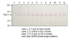 Glut3 Antibody, Novus Biologicals 100 &mu;g; Unconjugated:Antibodies, Polyclonal