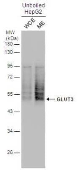 Glut3 Antibody, Novus Biologicals 100 &mu;g | Buy Online | Novus Biologicals | Fisher Scientific