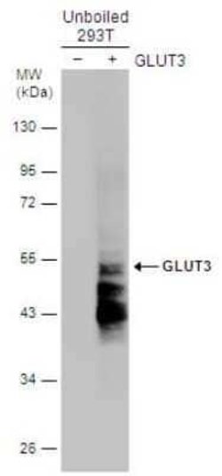 Glut3 Antibody, Novus Biologicals 100 &mu;g | Buy Online | Novus Biologicals | Fisher Scientific