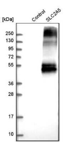 Glut5 Antibody, Novus Biologicals 0.1 mL | Buy Online | Novus Biologicals | Fisher Scientific