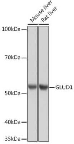 Glutamate Dehydrogenase Rabbit anti-Human, Mouse, Rat, Clone: 7L7N2, Novus Biologicals 100 &mu;g | Buy Online | Novus Biologicals | Fisher Scientific