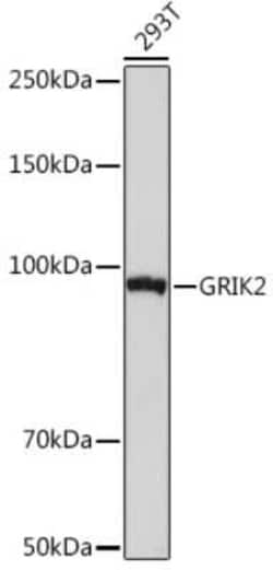 Glutamate Receptor 6 Rabbit anti-Human, Mouse, Rat, Clone: 4B4L9, Novus