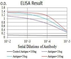 Glutamate Receptor 6 Antibody (8A1F11) - BSA Free, Novus Biologicals 0.1