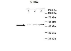 Glutamate Receptor 6 Antibody, Novus Biologicals 100 &mu;L; Unconjugated:Antibodies,