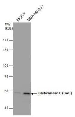 Glutaminase Antibody (GT1075), Novus Biologicals 100 &mu;g; Unconjugated:Antibodies,