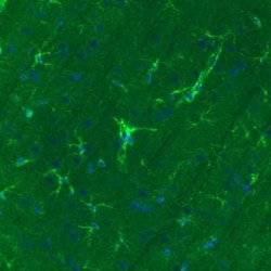 Glutamine Synthetase Antibody (CL2999), Novus Biologicals 25 &mu;L, Unconjugated:Antibodies,