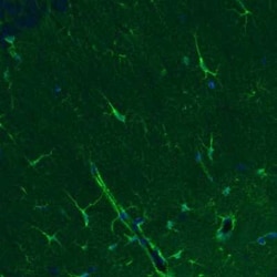 Glutamine Synthetase Antibody (CL2999), Novus Biologicals 25 &mu;L, Unconjugated:Antibodies,