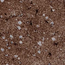 Glutamine Synthetase Antibody (CL2999), Novus Biologicals 25 &mu;L, Unconjugated:Antibodies,