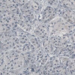 Glutamine Synthetase Antibody (CL2999), Novus Biologicals 25 &mu;L, Unconjugated:Antibodies,