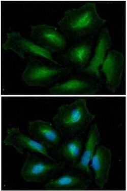 Glutamine Synthetase Mouse anti-Human, Mouse, Clone: 8D7, Novus Biologicals:Antibodies:Primary