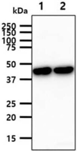 Glutamine Synthetase Mouse anti-Human, Mouse, Clone: 8D7, Novus Biologicals:Antibodies:Primary