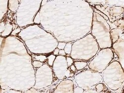 Glutaminyl-peptide Cyclotransferase/QPCT Antibody, Novus Biologicals:Antibodies:Primary