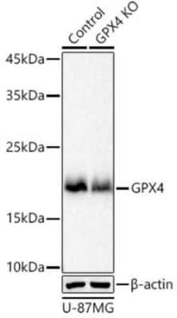 Glutathione Peroxidase 4/GPX4 Rabbit anti-Human, Mouse, Rat, Clone: 7O4Q9,