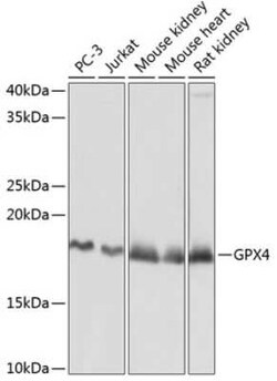 Glutathione Peroxidase 4/GPX4 Rabbit anti-Human, Mouse, Rat, Clone: 7O4Q9,