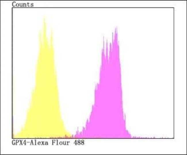 Glutathione Peroxidase 4/GPX4 Antibody, Novus Biologicals 100 μg | Buy  Online | Novus Biologicals