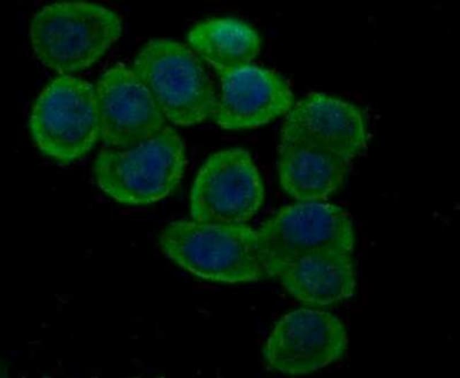 Glutathione Peroxidase 4/GPX4 Antibody, Novus Biologicals 100 μg | Buy  Online | Novus Biologicals