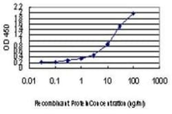 Glutathione Reductase Antibody (6B4), Novus Biologicals 0.1 mg, Unconjugated:Antibodies,