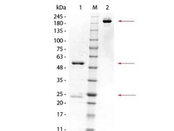 Glutathione S Transferase kappa 1 Antibody (16A11.E4.E3.E7), Novus Biologicals