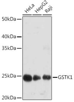 Glutathione S Transferase kappa 1 Rabbit anti-Human, Mouse, Clone: 7J5B3,
