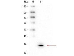 Glutathione S-Transferase mu 1/GSTM1 Antibody (1H7.D8.G5), Novus Biologicals