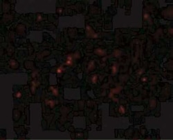 Glutathione S-Transferase pi 1/GSTP1 Antibody - BSA Free, Novus Biologicals 0.025 mg | Buy Online | Novus Biologicals | Fisher Scientific