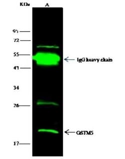 Glutathione S-transferase Mu 5 Antibody, Novus Biologicals 100 &mu;g, Unconjugated:Antibodies,