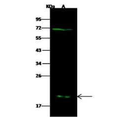 Glutathione S-transferase Mu 5 Antibody, Novus Biologicals 100 &mu;g, Unconjugated:Antibodies,