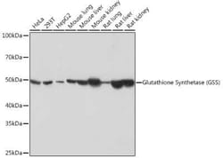 Glutathione Synthetase Rabbit anti-Human, Mouse, Rat, Clone: 2S9W7, Novus