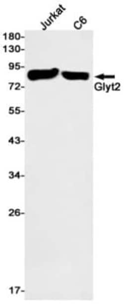 GlyT2/SLC6A5 Antibody (S08-1A3), Novus Biologicals 50 &mu;g; Unconjugated:Antibodies,