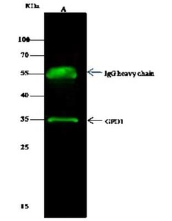 Glycerol 3 Phosphate Dehydrogenase Antibody, Novus Biologicals:Antibodies:Primary