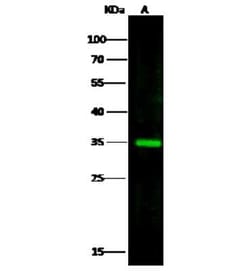 Glycerol 3 Phosphate Dehydrogenase Antibody, Novus Biologicals:Antibodies:Primary