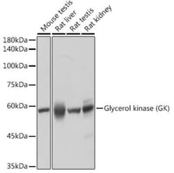 Glycerol Kinase Rabbit anti-Human, Mouse, Rat, Clone: 8S4T8, Novus Biologicals:Antibodies:Primary
