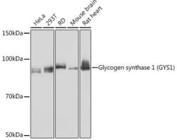 Glycogen Synthase Rabbit anti-Human, Mouse, Rat, Clone: 8N1B3, Novus Biologicals 100 &mu;g | Buy Online | Novus Biologicals | Fisher Scientific