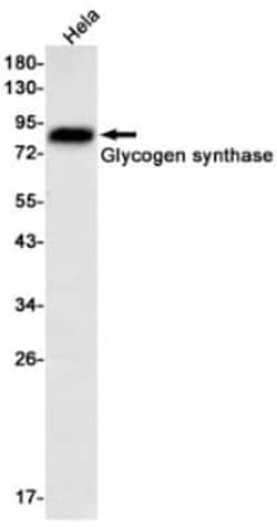 Glycogen Synthase Antibody (S02-2F3), Novus Biologicals:Antibodies:Primary