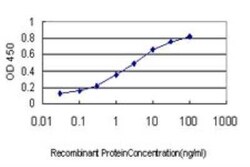 Glycogenin 1 Antibody (3B5), Novus Biologicals 0.1 mg | Buy Online | Novus Biologicals | Fisher Scientific